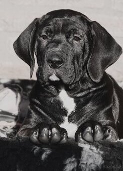 Tosa Inu - kluci nyní k odběru