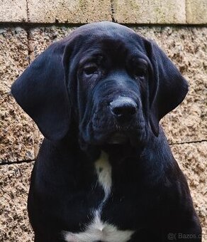 Tosa Inu - Krásný SANIIRO Abides