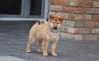 Shiba inu s PP - 1