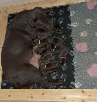 Labradorský retrivr