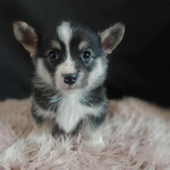Welsh corgi pembroke - 1