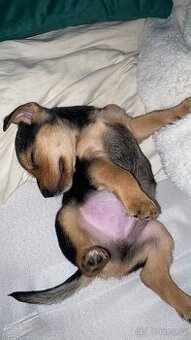 Prodám štěňátko