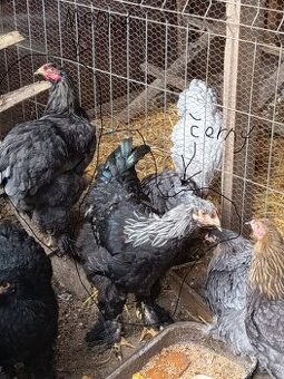 Brahmánka velká kohout