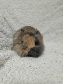 Zakrslí Teddy králíčci s PP