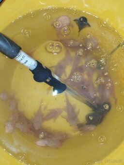 Ancistrusi 7-12 cm - 1