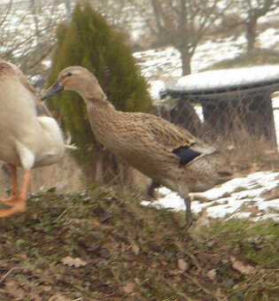 indický běžec - kachny - výměna