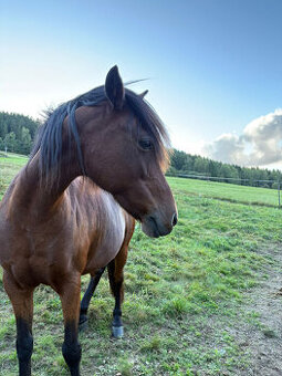 Sportovní pony kobylka s charakterem hledá milující domov