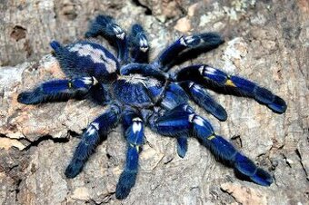 Poecilotheria metalica