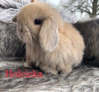 ❤️❤️Krásná Minilop holka králíček beránek ❤️
