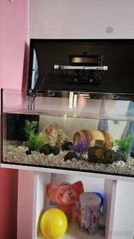 Nabízíme Axelotly +akvarium