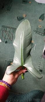Philodendron Hastatum řízek - 1