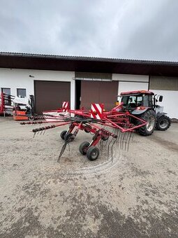 Lely Hibiscus