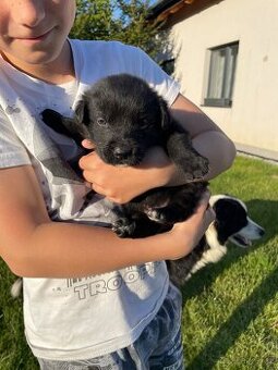 Border kolie x Labrador