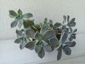 Graptopetalum - 1