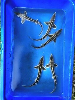Jeseter diamantový 35-45cm - 1