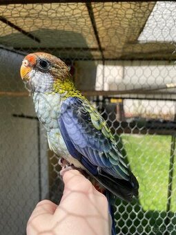 Rosela žlutohlavá 🦜