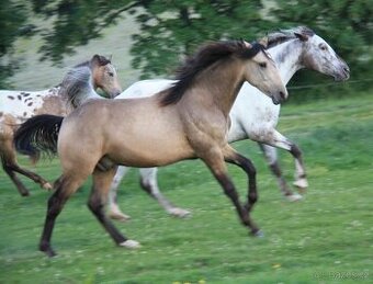 Appaloosa valášek