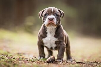 American Bully XL k adopci