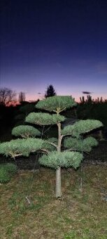 TVAROVANÉ STROMY NIWAKI - 1