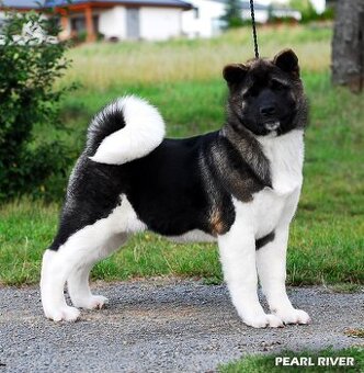 Americká akita s PP