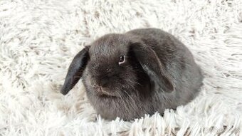 Zakrslý králík, králíček, králík - CRISTIAN