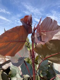 Topol bavlníkový 150 cm