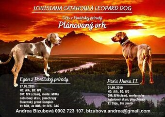 Louisiansky leopardí pes - šteniatka s PP