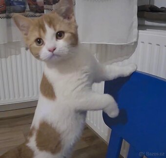 Britská krátkosrstá kočka s PP