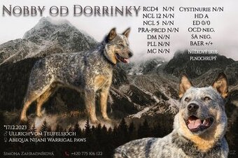 Nabízím krytí- ACD s PP