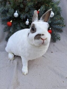 Zakrslý rex dalmatin