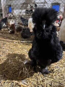 Hedvábníčky velké vousatá