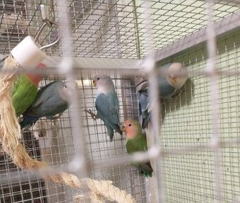 Agapornis rúžohrdlý