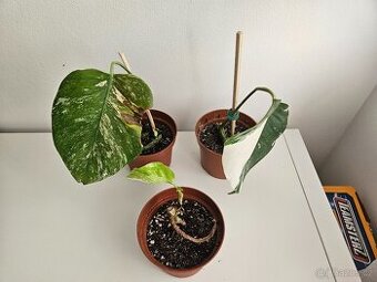 Monstera albo variegata