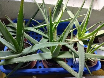 PRODÁM 5 KUSŮ LÉČIVÉ OBROVSKÉ ALOE VERA
