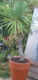 Yucca, juka recurvifolia mrazuvzdorná - 1