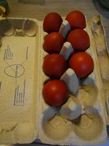Násadová vejce Maranska