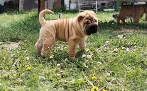 Štěně Sharpei s PP