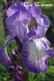 kosatec (iris) Blue Shimmer