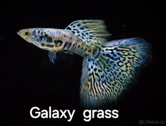 Paví očka- gupky - Poecilia reticulata
