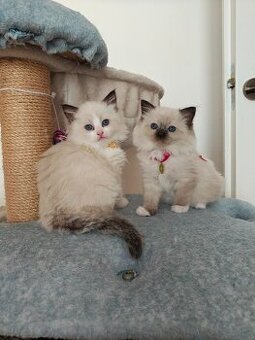 Ragdoll