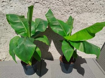 Banánovník Musa Basjoo - 60 cm