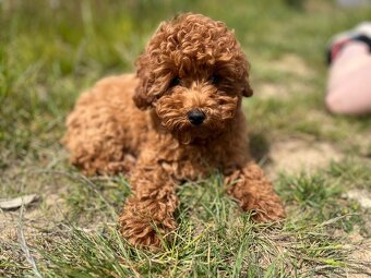 toy pudl - fenečka k adopci