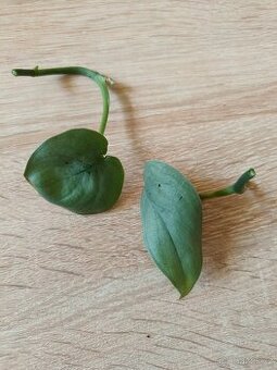 Scindapsus Silver hero