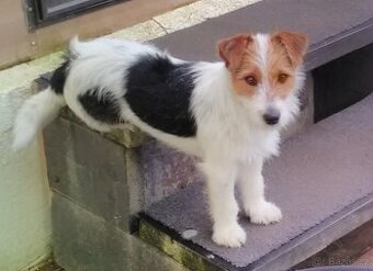Jack Russel teriér