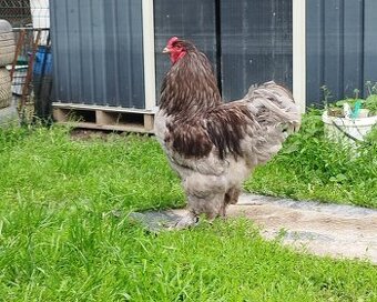 Násadová vejce Brahmánka velká černá a modrá