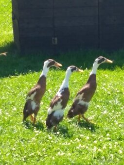 Indicky běžec srnčí SEDLATÝ REZERVACE