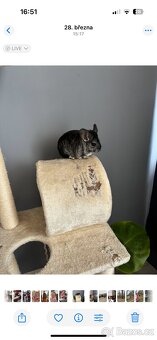 Chnchilla - 1