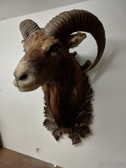 Myslivecké trofeje