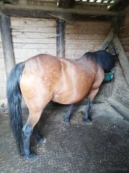 Klisna pony pro děti, mládež