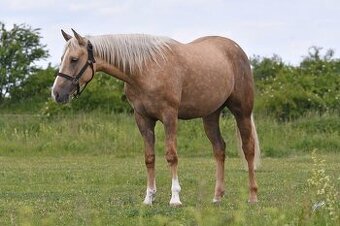 REZERVACE 2,5 letá APPALOOSA kobyla, otec QH, čistý 6-panel